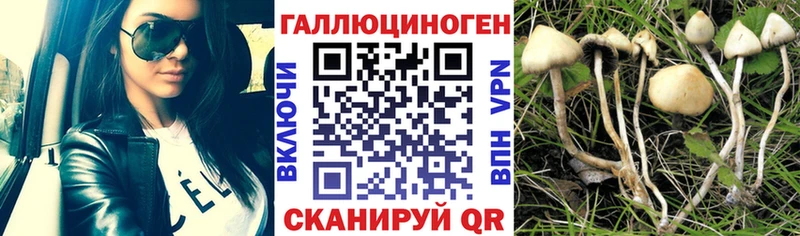 Купить где  Бодайбо  Галлюциногенные грибы мицелий 